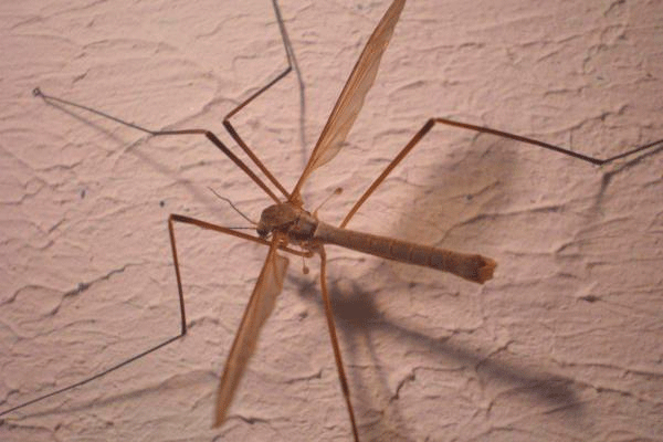 Малярийный комар.