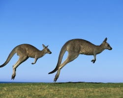 Почему кенгуру живут только в Австралии?