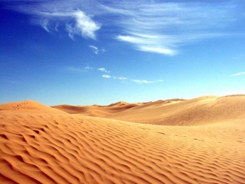 Жизнь вопреки: как выживают животные и растения в пустыне?