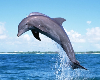 Почему акулы бояться дельфинов?