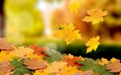 Почему осенью у большинства растений листья желтеют и опадают