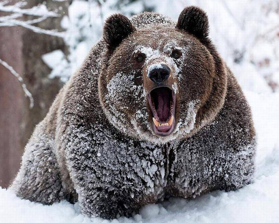 медведь зимой 
