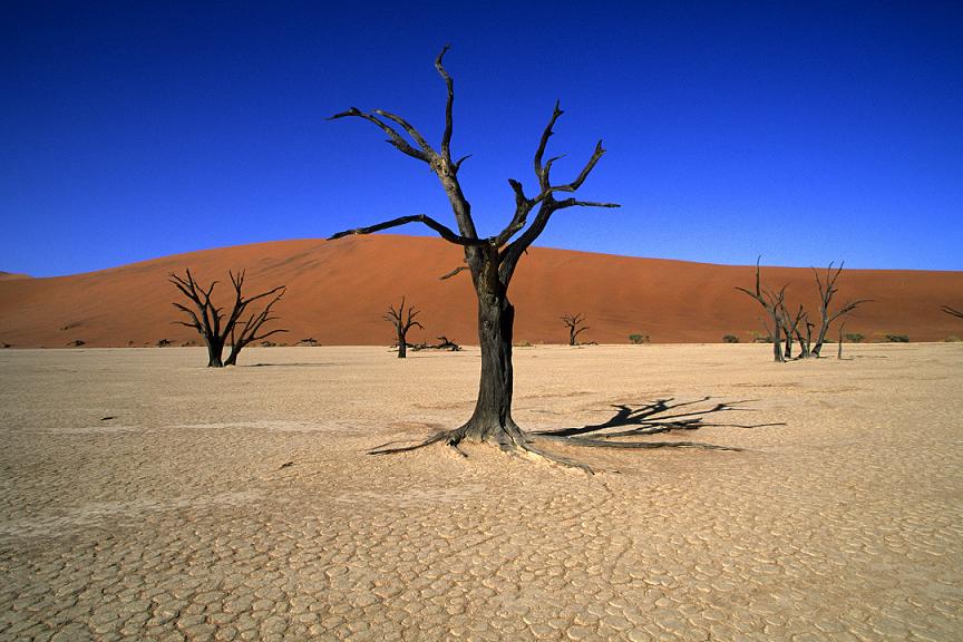 Жизнь вопреки: как выживают животные и растения в пустыне? - Детская онлайн  энциклопедия «Хочу всё знать»