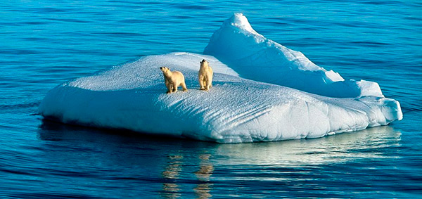 Медведи на льдине