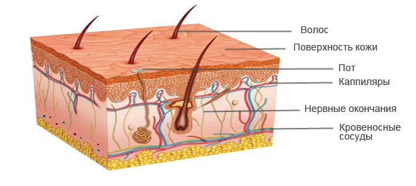 Структура кожи человека