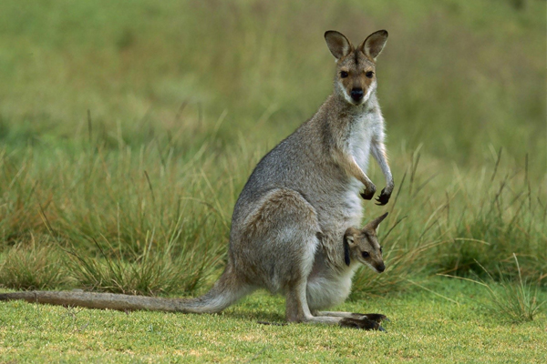 Австралийское кенгуру