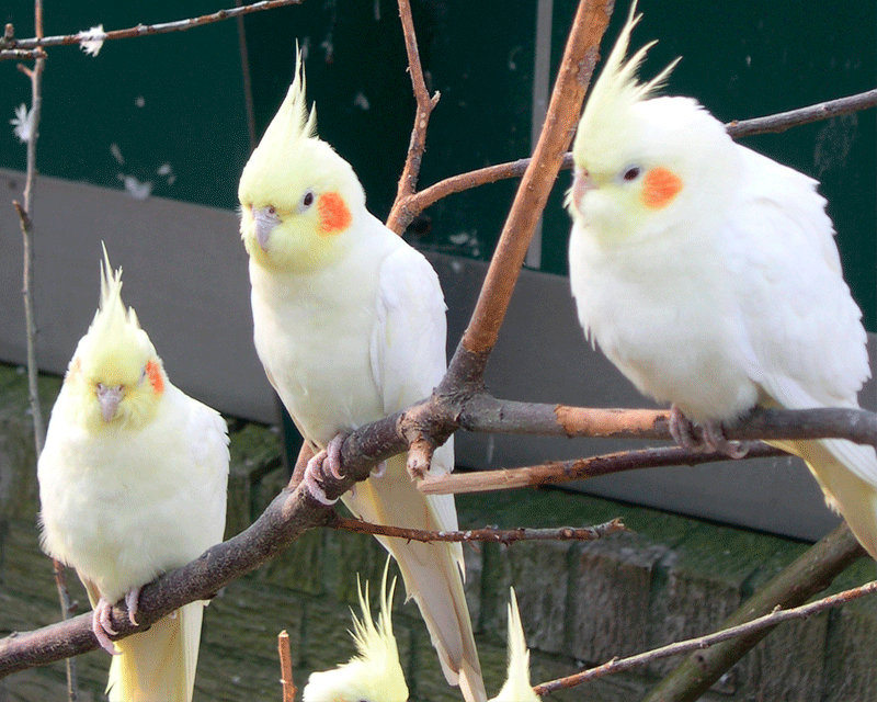 Три попугая