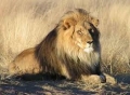 Лев- царь зверей