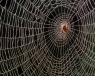 Почему пауки не попадают в свои сети?