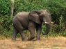 Отчего у слона такой  длинный хобот?