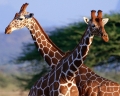 Почему у жирафа такая длинная шея?