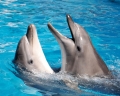 Как понять язык дельфинов?